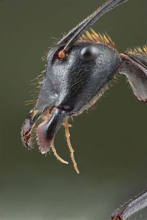 The face of the Camponotus gigas ant. #Ants | Weird insects, Insect photography, Scary bugs