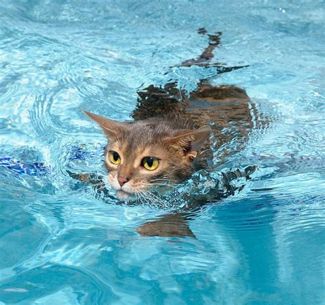 A Cat....Swimming : aww