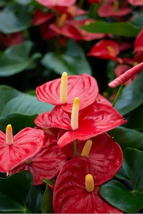 Anthurium Plant Care Guide - The Contented Plant