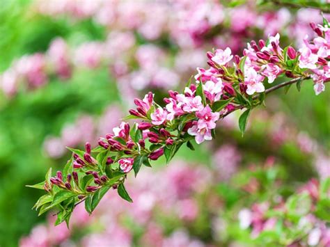 How To Propagate Weigela - Can I Propagate A Weigela From A Cutting