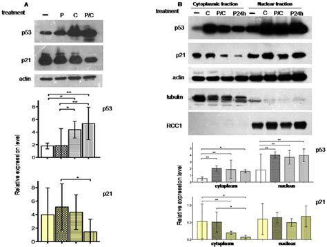 p21 protein is differently expressed in sub- cellular compartment. A ...