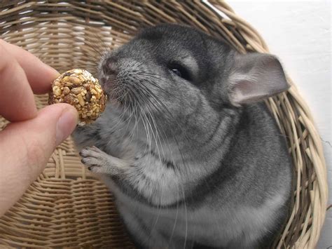 50 Charming Chinchilla Facts That You Have To Know