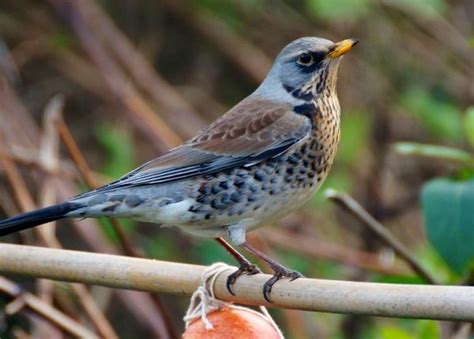 The Top 10 Rarest Birds in the UK