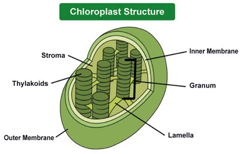 Chloroplast Definition - JavaTpoint