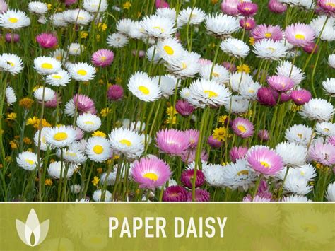 Paper Daisy Flower Seeds Heirloom Seeds Everlasting - Etsy