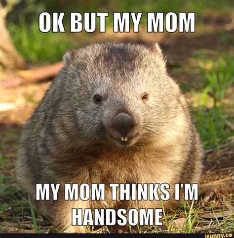 Wombat memes. Best Collection of funny Wombat pictures on iFunny