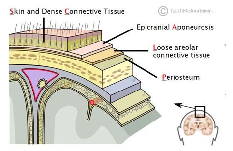 Image result for layers of scalp | Dura mater, Liquido cefalorraquideo ...