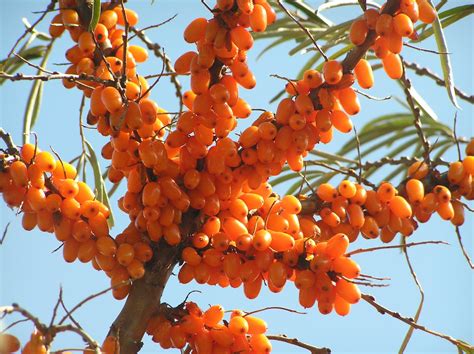 Jammu and Kashmir Medicinal Plants Introduction Centre: Sea Buckthorn ...