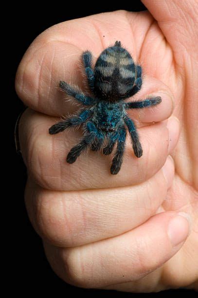 A baby Antilles pinktoe tarantula on a hand, Henry Doorly Zoo, Omaha,... | Pet tarantula ...