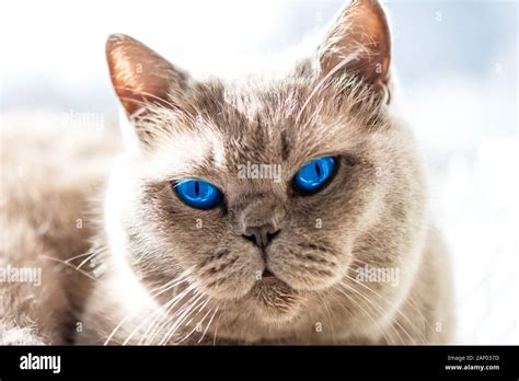 Cat blue eyes hi-res stock photography and images - Alamy