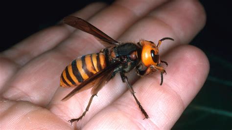 Giant Hornets Kill Dozens In China; Warm Temps Might Be Cause : The Two-Way : NPR