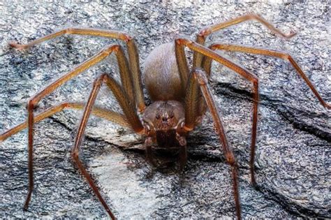 Spider With a Venomous Bite That Rots Human Flesh Discovered in Mexico ...