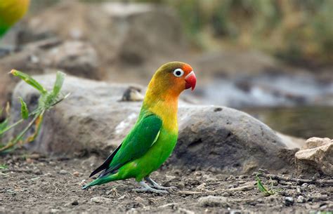 Birding Serengeti – Birds of Serengeti National Park