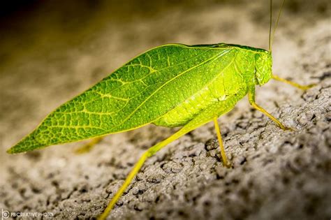 Katydid | Wildlife, Animals, Nature