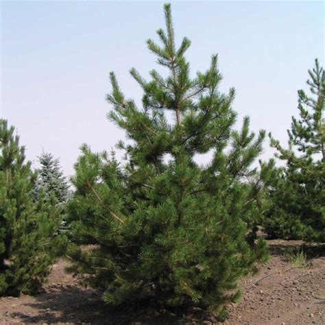 LODGEPOLE PINE - Foothills Nurseries