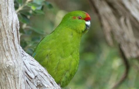 Biodiversity work on the Chatham Islands | Conservation blog