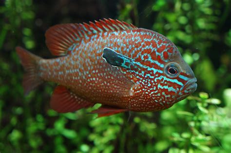 Sunfish | Freshwater aquarium plants, Freshwater aquarium fish, Tropical fish