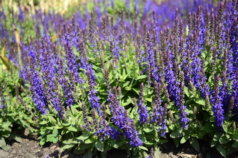 Types of Sage Plants - Food Gardening Network