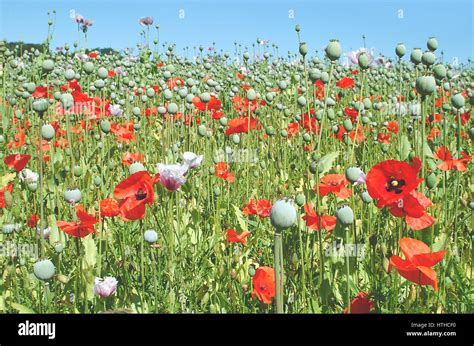 Opium poppy field hi-res stock photography and images - Alamy