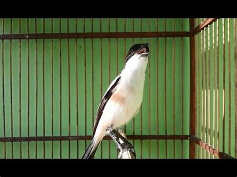 Download suara burung cendet juara 1 - boulderjuja