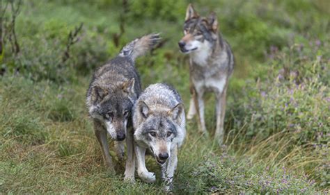 Chernobyl nuclear disaster: Wolves could spread mutant genes as animals ...