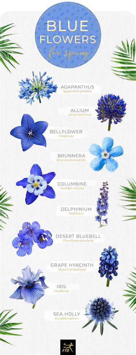 Blue Purple Flowers Names References – Mdqahtani