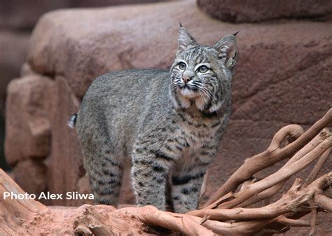 Bobcat - International Society for Endangered Cats (ISEC) Canada