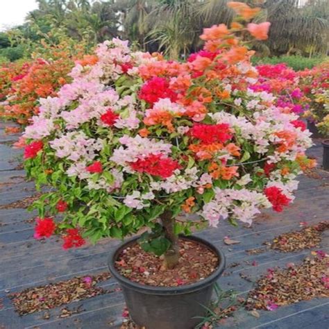 Buy Multi Color Grafting Bougainvillea (4/5) Plant online India