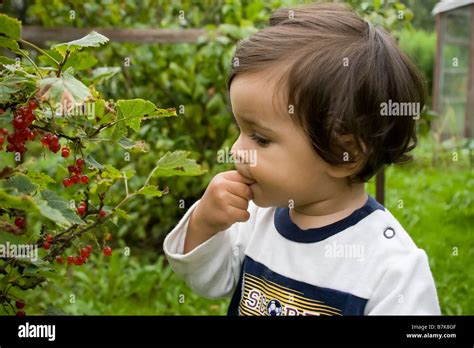 Toddler eating and picking fresh red berries from a wild berry tree ...