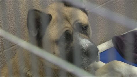 Multnomah County Animal Services accused of animal neglect | kgw.com