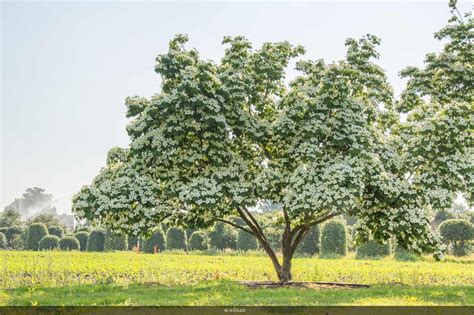 Cornus kousa ‘Milky Way’ multistandard Trees And Shrubs, Flowering ...