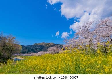 Cherry Blossoms Rape Blossoms Nakagawa Matsuzakicho Stock Photo ...