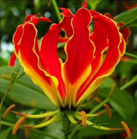 National Flowers - Zimbabwe - Flame Lily (Gloriosa Rothschildiana ...