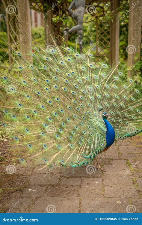 Indian Peacock or Peafowl Displaying His Majestic Feathers Stock Image - Image of feather ...