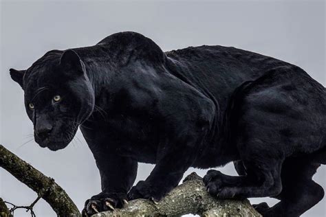 Black panthers are not an actual species - they are jaguars and leopards with melanism, the ...