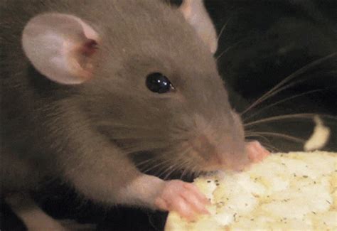 Rat Nibbling GIF - Rat Nibbling Cute - Discover & Share GIFs