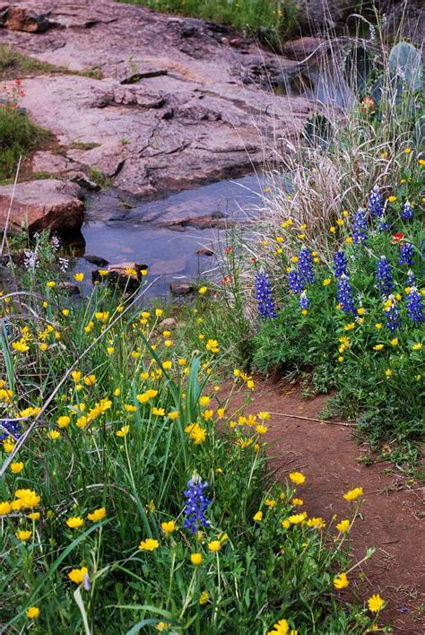 Wildflowers — Texas Parks & Wildlife Department