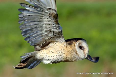 African Grass Owl by Markus Lilje | BirdForum