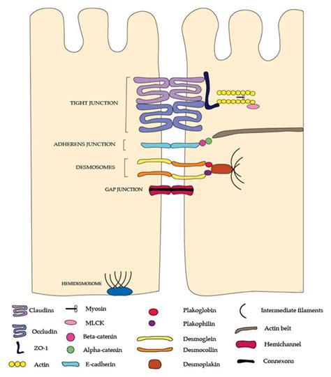 Proteomes | Free Full-Text | Molecular Pathophysiology of Epithelial ...