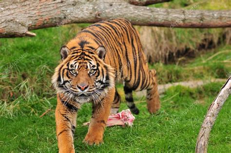 Hungry tiger Stock Photo by ©neelsky 37604951