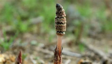 Horsetail Herb USes, Side Effects and Benefits