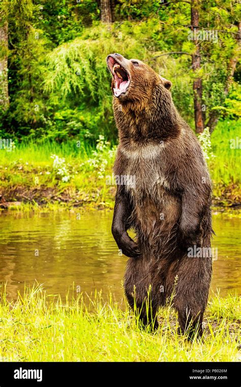 Grizzly Bear Standing Roaring High Resolution Stock Photography and ...