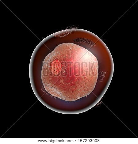 Cell Lysis. Image & Photo (Free Trial) | Bigstock