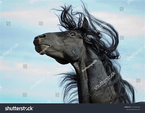 Horse Scared Photos and Images | Shutterstock