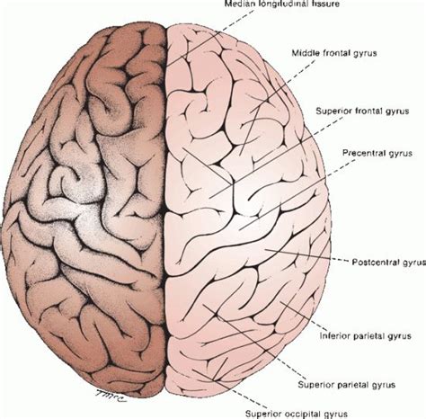 Gross and Microscopic Anatomy of the Cerebral Hemispheres | Neupsy Key