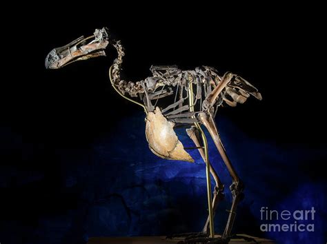 Dodo skeleton Photograph by Sasha Samardzija | Fine Art America