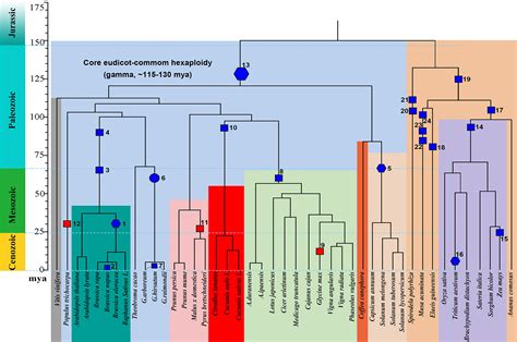 Frontiers | Polyploidy Index and Its Implications for the Evolution of Polyploids