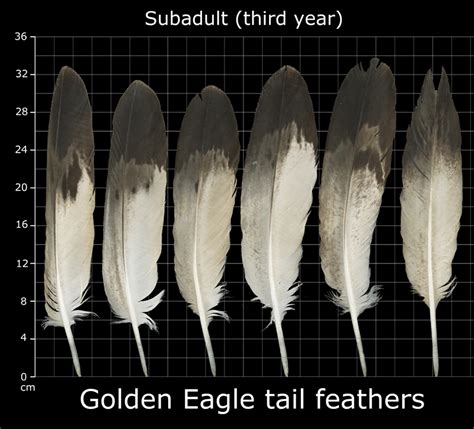 Golden Eagle Feather Identification