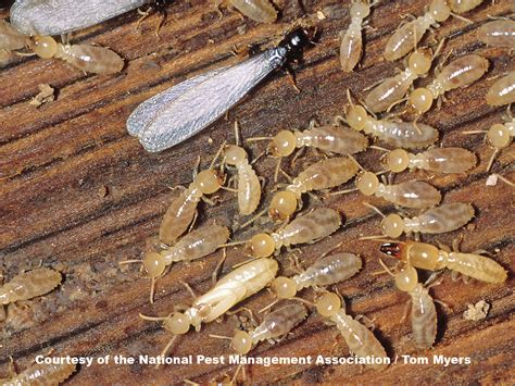 Subterranean Termites: Photos, Info, & Extermination