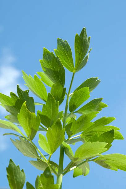 1,300+ Lovage Plant Stock Photos, Pictures & Royalty-Free Images - iStock